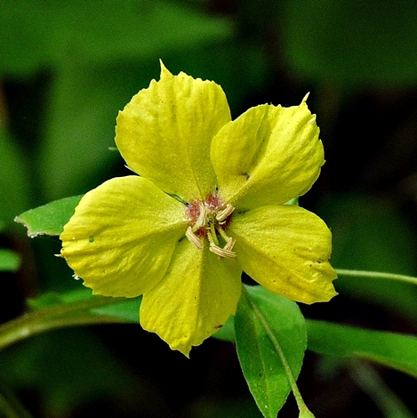 {Lysimachia tonsa}